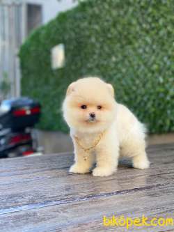 Güzeller Güzeli Pomeranian Boo Yavrumuz 4