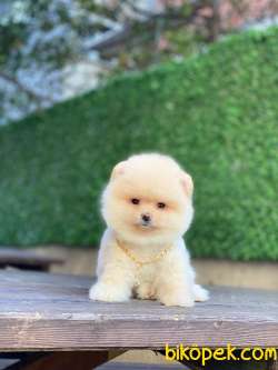 Güzeller Güzeli Pomeranian Boo Yavrumuz 3