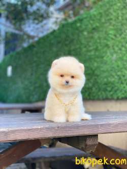 Güzeller Güzeli Pomeranian Boo Yavrumuz