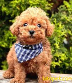 Güzeller Güzeli Poodle 2
