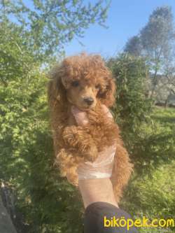 GÜZELLER GÜZELİ POODLE YAVRULARIMIZ 3