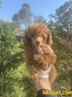 GÜZELLER GÜZELİ POODLE YAVRULARIMIZ 2