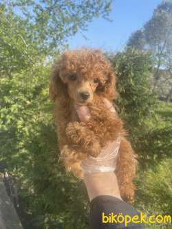 GÜZELLER GÜZELİ POODLE YAVRULARIMIZ 1