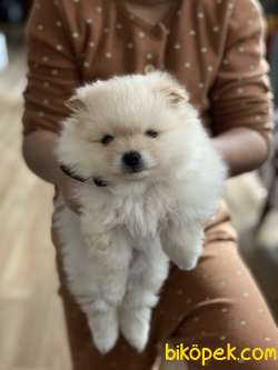 Güzeller Güzeli Safkan Pomeranian Kızlarımız 1