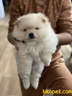 Güzeller Güzeli Safkan Pomeranian Kızlarımız 2
