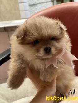 Güzeller Güzeli Safkan Pomeranian Kızlarımız 5