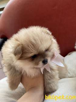 Güzeller Güzeli Safkan Pomeranian Kızlarımız 4