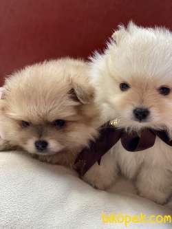Güzeller Güzeli Safkan Pomeranian Kızlarımız 3