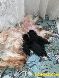 Güzeller Güzeli Teacup Bebeklerimiz Yeni Yuvalarını Arıyor 2
