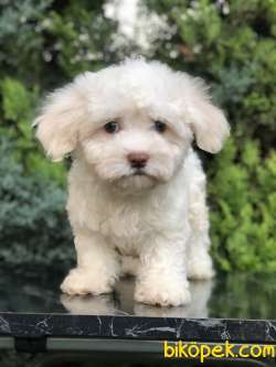 Güzelliği Ile Göz Kamaştıran Maltıpoo Yavrumuz 1