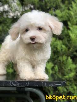 Güzelliği Ile Göz Kamaştıran Maltıpoo Yavrumuz 3