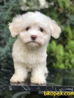 Güzelliği Ile Göz Kamaştıran Maltıpoo Yavrumuz 2
