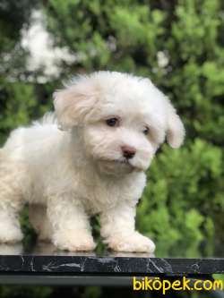 Güzelliği Ile Göz Kamaştıran Maltıpoo Yavrumuz 4