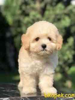 Güzelliği Ile Kendine Hayran Bırakan MALTIPOO Yavrumuz 2