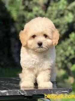 Güzelliği Ile Kendine Hayran Bırakan MALTIPOO Yavrumuz 3
