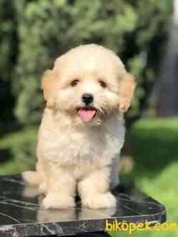 Güzelliği Ile Kendine Hayran Bırakan MALTIPOO Yavrumuz 1