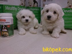 GUZELLİĞİNİ TUYLERİNDEN ALAN MALTESE TERRIER YAVRULARI 5
