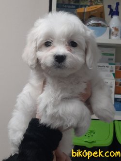 GUZELLİĞİNİ TUYLERİNDEN ALAN MALTESE TERRIER YAVRULARI 3