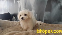 GUZELLİĞİNİ TUYLERİNDEN ALAN MALTESE TERRIER YAVRULARI 2