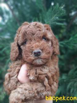 Güzellikleriyle Dikkat Çeken Toy Poodle Yavrularımız 2