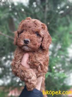 Güzellikleriyle Dikkat Çeken Toy Poodle Yavrularımız 1