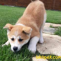 HACHIKO YAVRULARI 4