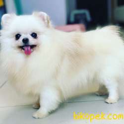 Hamile Dişi Kore Kan Hattı Pomeranian 1