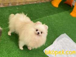 Hamile Dişi Kore Kan Hattı Pomeranian 4