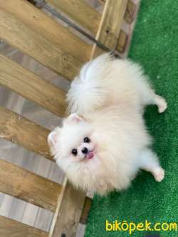 Hamile Dişi Kore Kan Hattı Pomeranian 2