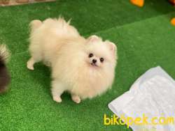 Hamile Dişi Kore Kan Hattı Pomeranian 3