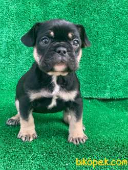 HARİKA ANATOMİ BLACK - TAN FRENCH BULLDOG 4