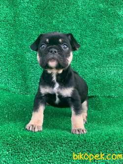 HARİKA ANATOMİ BLACK - TAN FRENCH BULLDOG