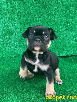 HARİKA ANATOMİ BLACK - TAN FRENCH BULLDOG 3