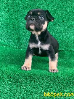 HARİKA ANATOMİ BLACK - TAN FRENCH BULLDOG 2