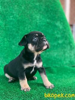 HARİKA ANATOMİ BLACK - TAN FRENCH BULLDOG 5