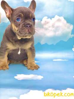 HARİKA ANATOMİ BLUE TAN FRENCH BULLDOG 2