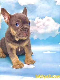 HARİKA ANATOMİ BLUE TAN FRENCH BULLDOG 4