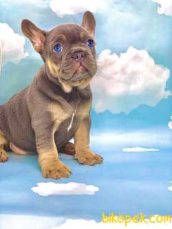 HARİKA ANATOMİ BLUE TAN FRENCH BULLDOG