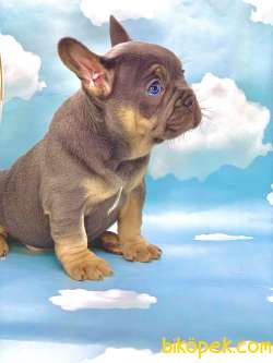 HARİKA ANATOMİ BLUE TAN FRENCH BULLDOG 3