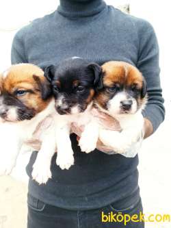 Harika Anatomi Kısa Bacak Jack Russell Yavrular 1