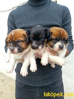 Harika Anatomi Kısa Bacak Jack Russell Yavrular 2