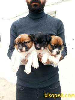 Harika Anatomi Kısa Bacak Jack Russell Yavrular 4