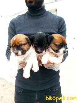Harika Anatomi Kısa Bacak Jack Russell Yavrular 3