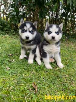 HARİKA ANATOMİK YAPISIYLA ORJİNAL HUSKY YAVRULAR 3