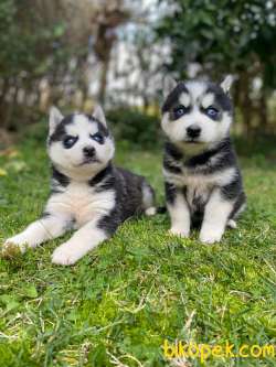 HARİKA ANATOMİK YAPISIYLA ORJİNAL HUSKY YAVRULAR