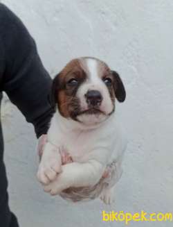 Harika Anatomiye Sahip Jack Russell Yavrular 1