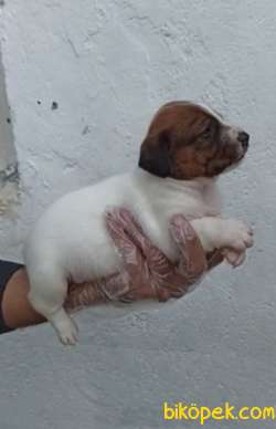 Harika Anatomiye Sahip Jack Russell Yavrular 2