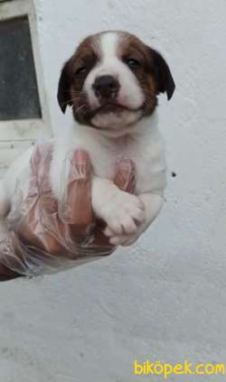 Harika Anatomiye Sahip Jack Russell Yavrular 3