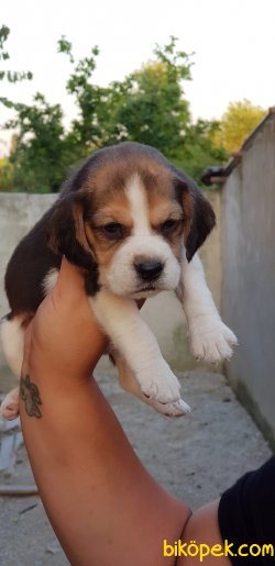 Harika Beagle Yavrularımız 2