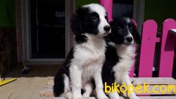 Harika Border Collie Yavrularımız 3